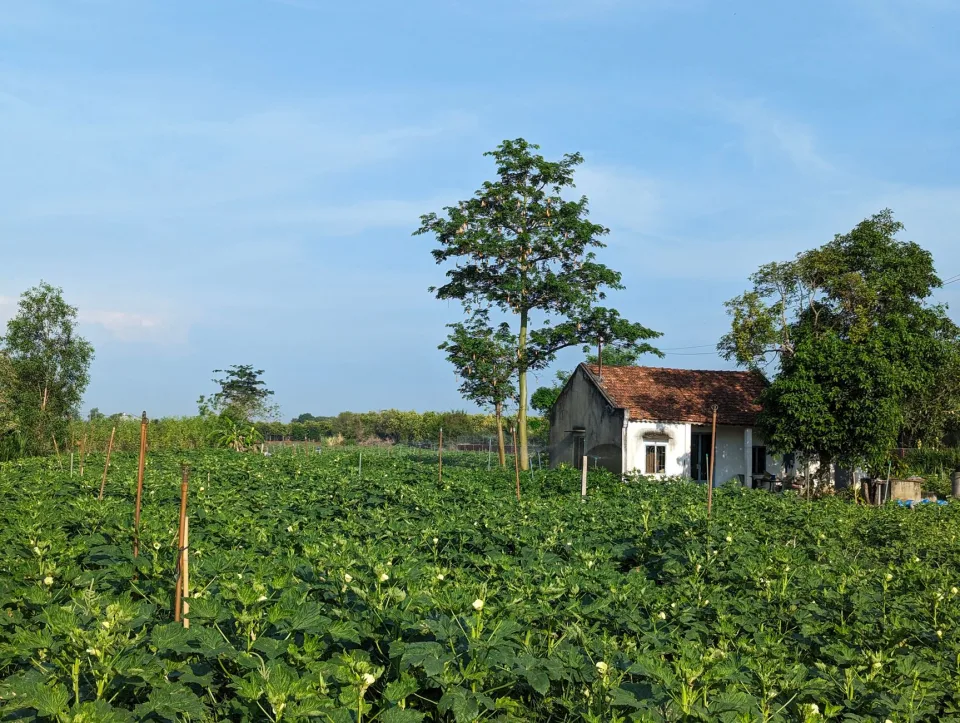 Vườn rau của Mỹ Mỹ